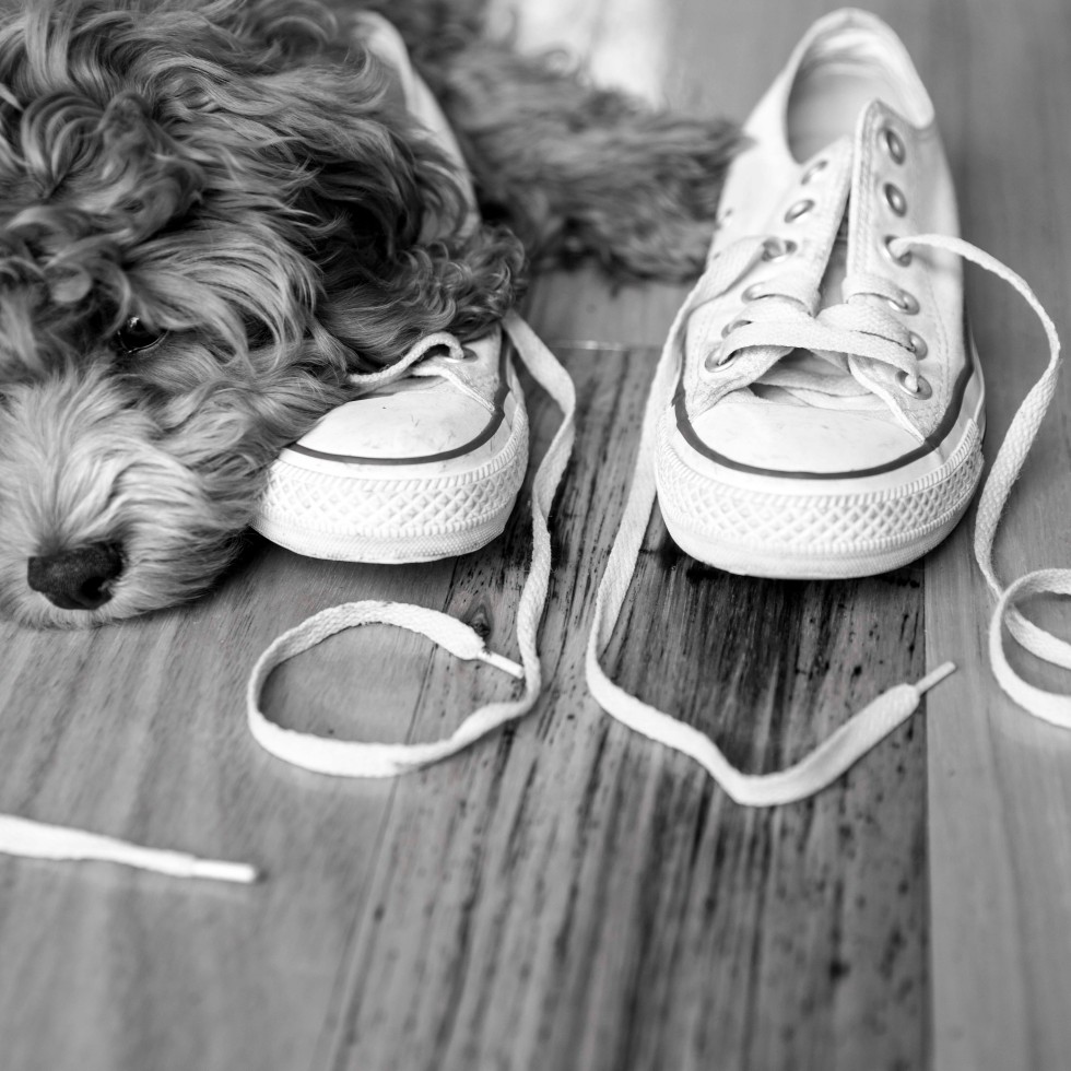 CONVERSE, Harley the cavoodle